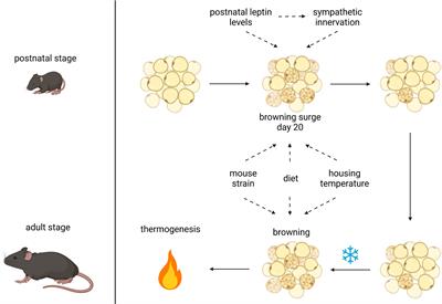 Global Adipose Tissue Remodeling During the First Month of Postnatal Life in Mice